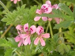 PRIX DU GERANIUM PRIX DU GERANIUM