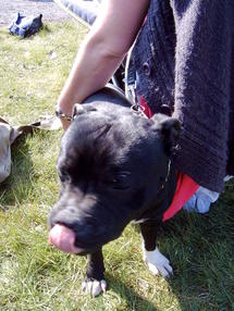 notre supporter qui avait du chien notre supporter qui avait du chien