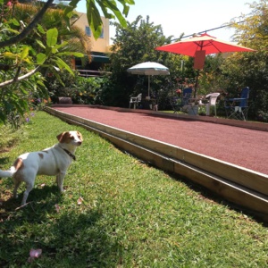 Birdie en el terreno Birdie en el terreno