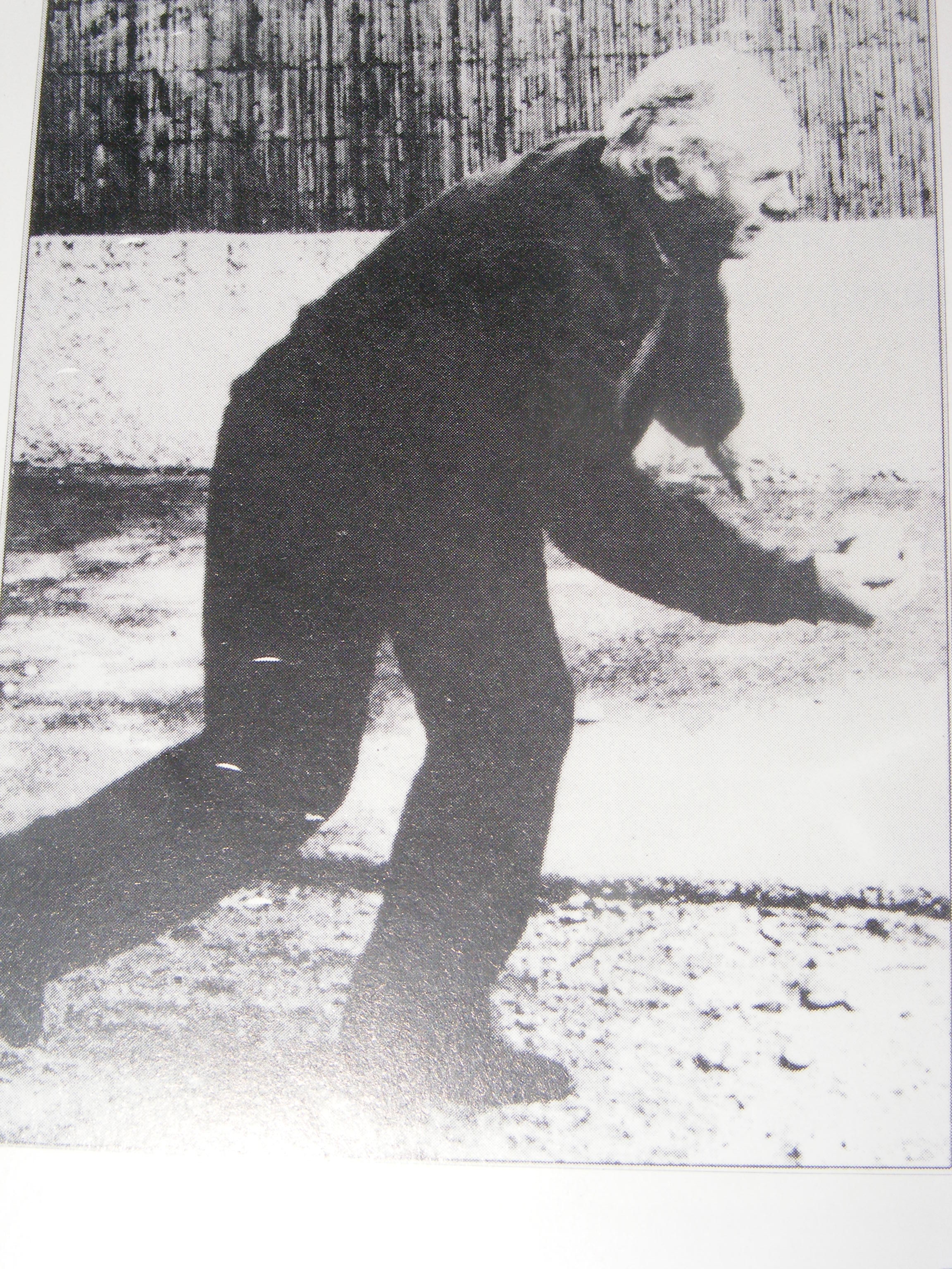 Chanson de gestes, Robert Ribière dit "Liberté" une figure du Jeu Provençal et un de ses grands serviteurs ! Chanson de gestes, Robert Ribière dit "Liberté" une figure du Jeu Provençal et un de ses grands serviteurs !