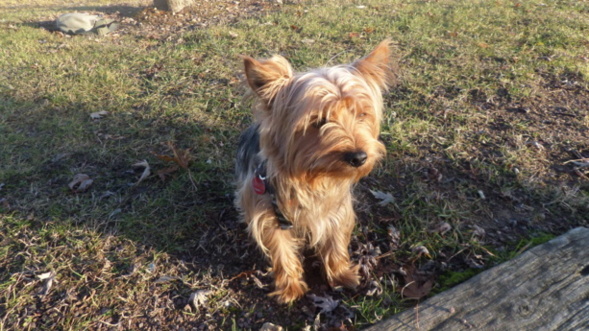 Notre mascotte Notre mascotte