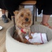 SAM_3095