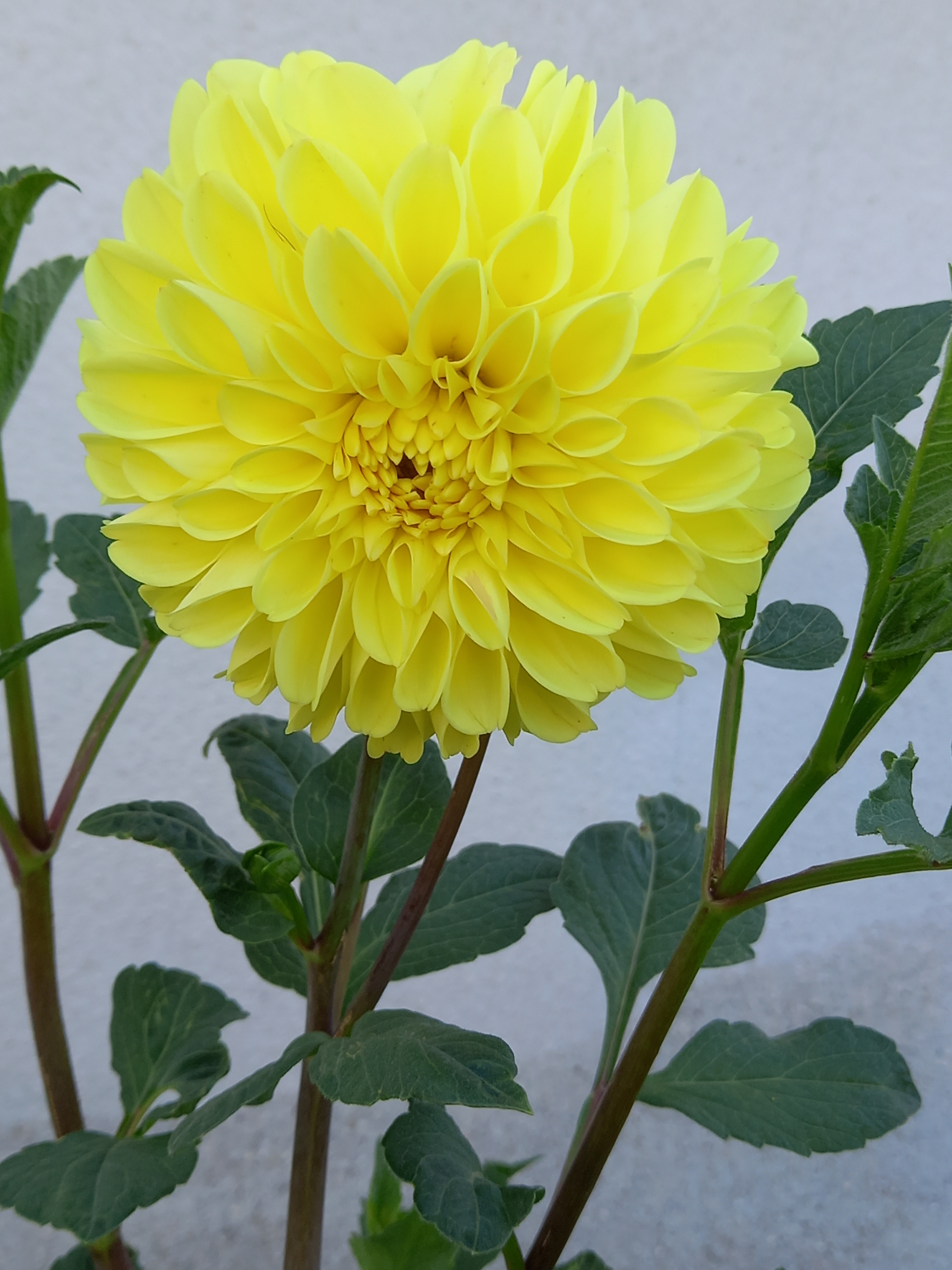 fleur