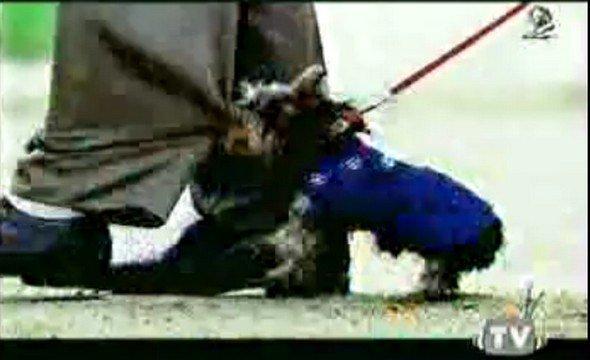 Pétanque, chien et humour. Pétanque, chien et humour.