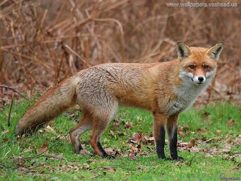 La voila, la bête La voila, la bête