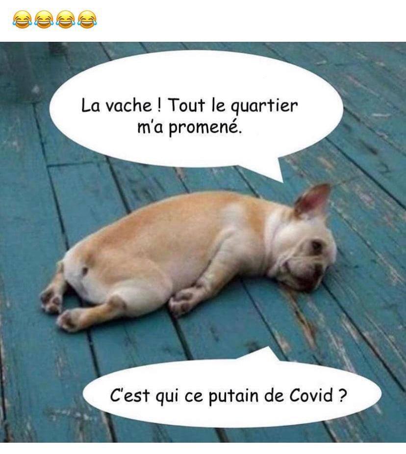 Les perles du net sur le confinement  n°18