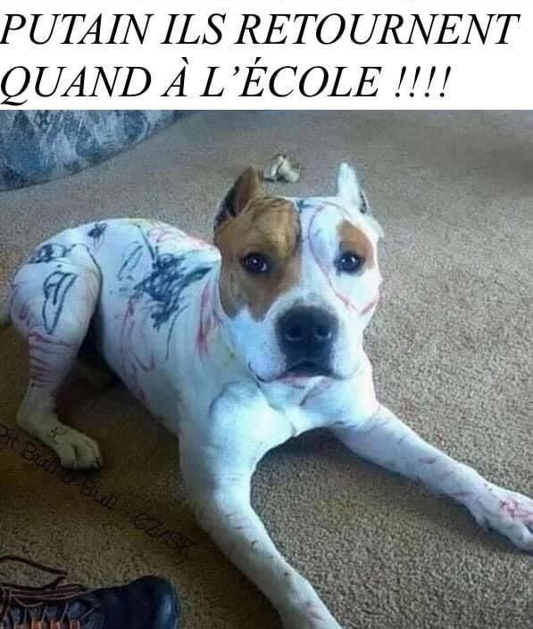 Les perles du net sur le confinement  n°40