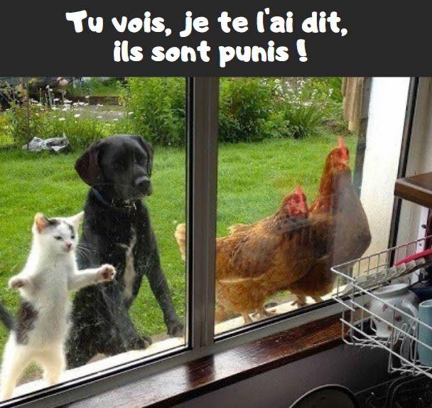 Les perles du net sur le confinement  n°46