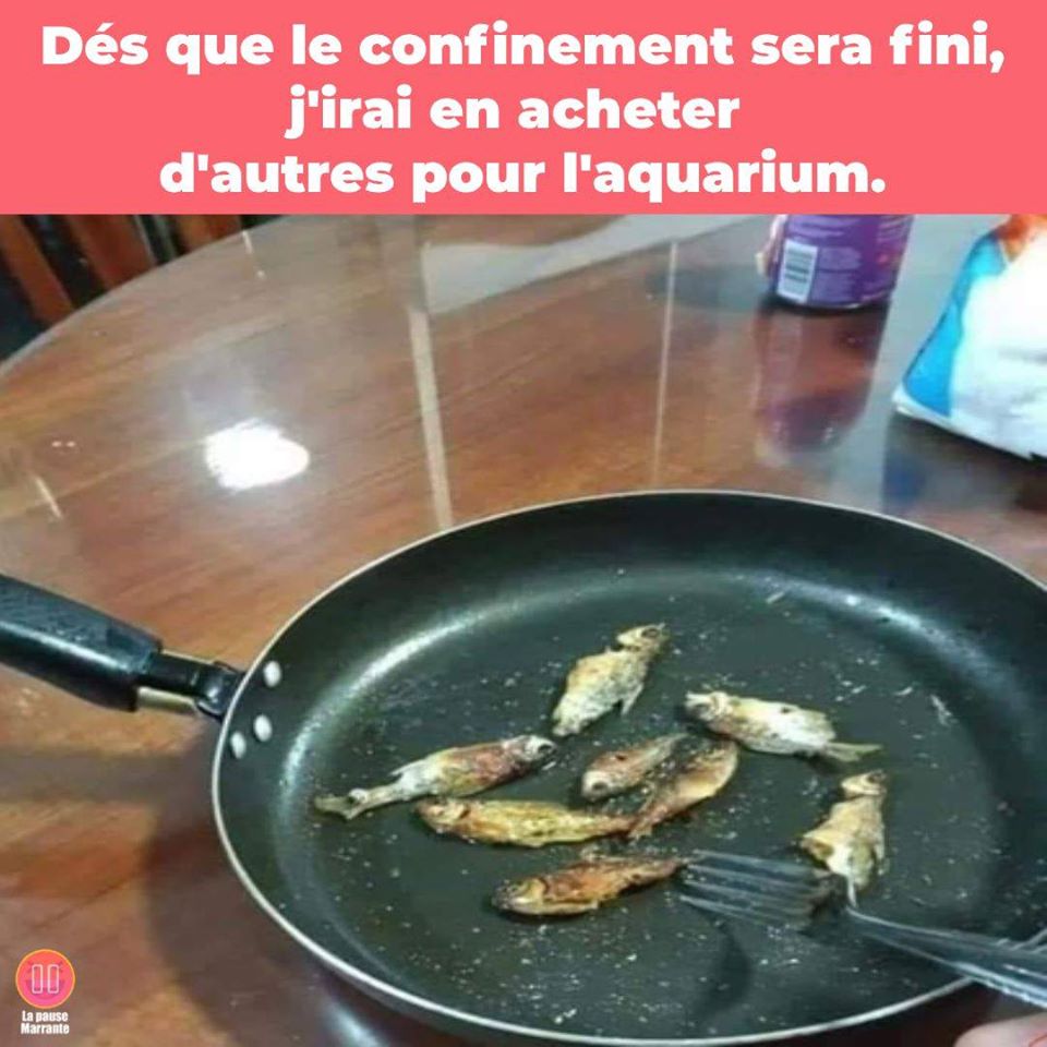 Les perles du net sur le confinement  n°50