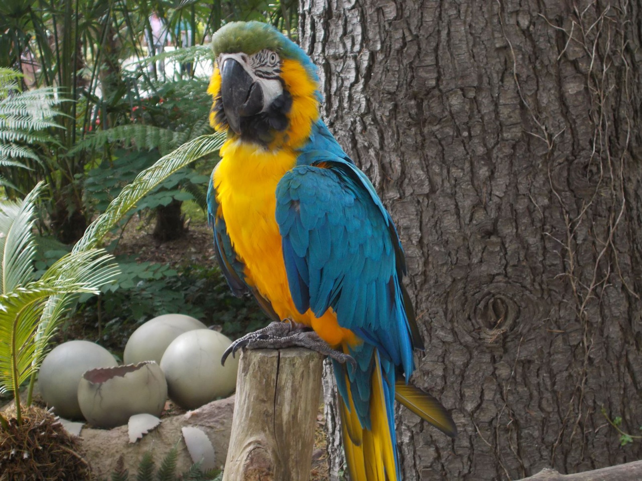 _copie-0_DSCN8537 _copie-0_DSCN8537