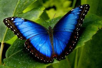 Morpho bleu de Guyane