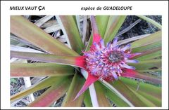 ESPECE DE GUADELOUPE.JPG ESPECE DE GUADELOUPE.JPG