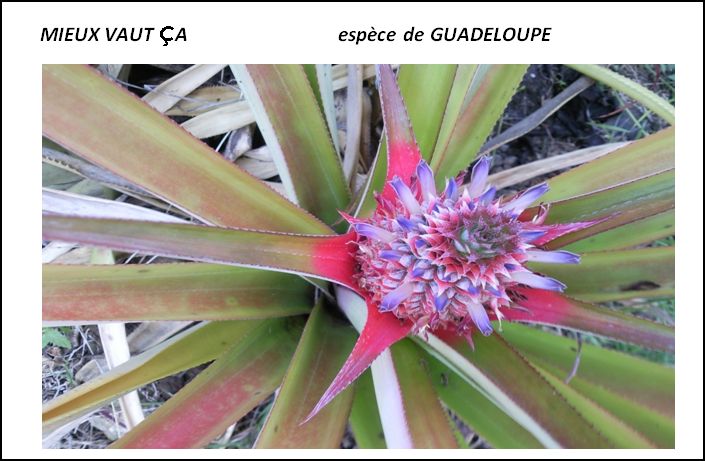ESPECE DE GUADELOUPE.JPG ESPECE DE GUADELOUPE.JPG