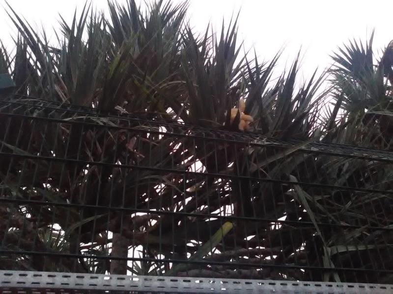 IMG_20160313_164125_800x600 IMG_20160313_164125_800x600