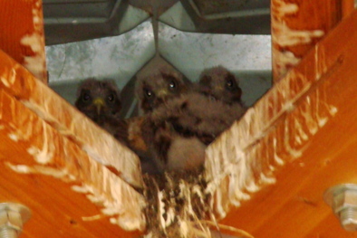 3 naissances à ORVAL-plage 3 naissances à ORVAL-plage