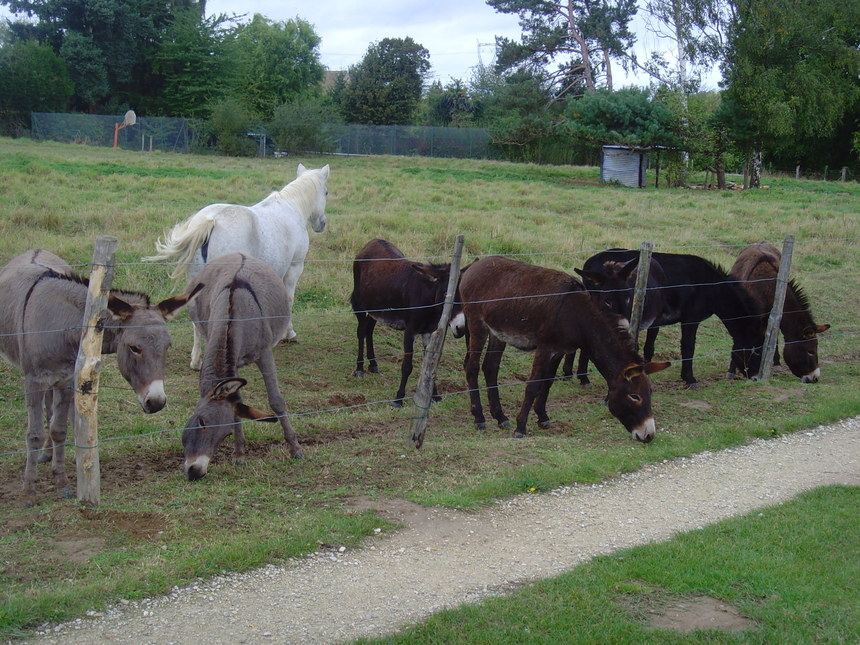 CHOUCROUTE SINON RIEN ! CHOUCROUTE SINON RIEN !