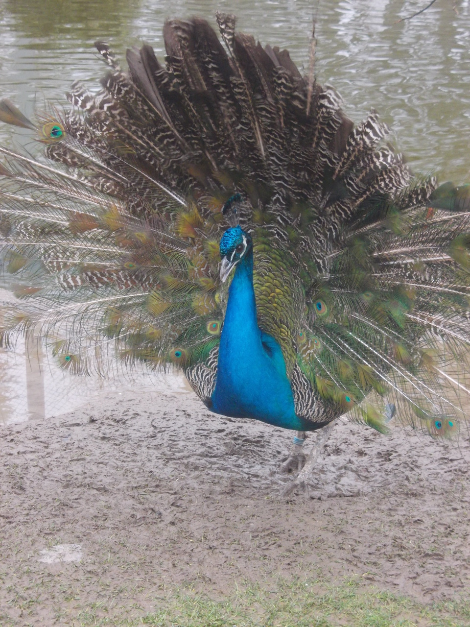 international de pétanque ANNECY 1 er et 2 mars 2014 international de pétanque ANNECY 1 er et 2 mars 2014