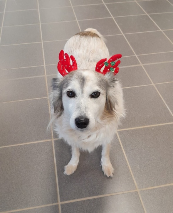 Joy le joli petit renne a arpenté la salle de long en large tout au long de la journée ! Joy le joli petit renne a arpenté la salle de long en large tout au long de la journée !