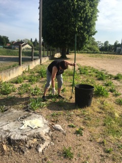 La présidente en plein effort de débroussaillage !