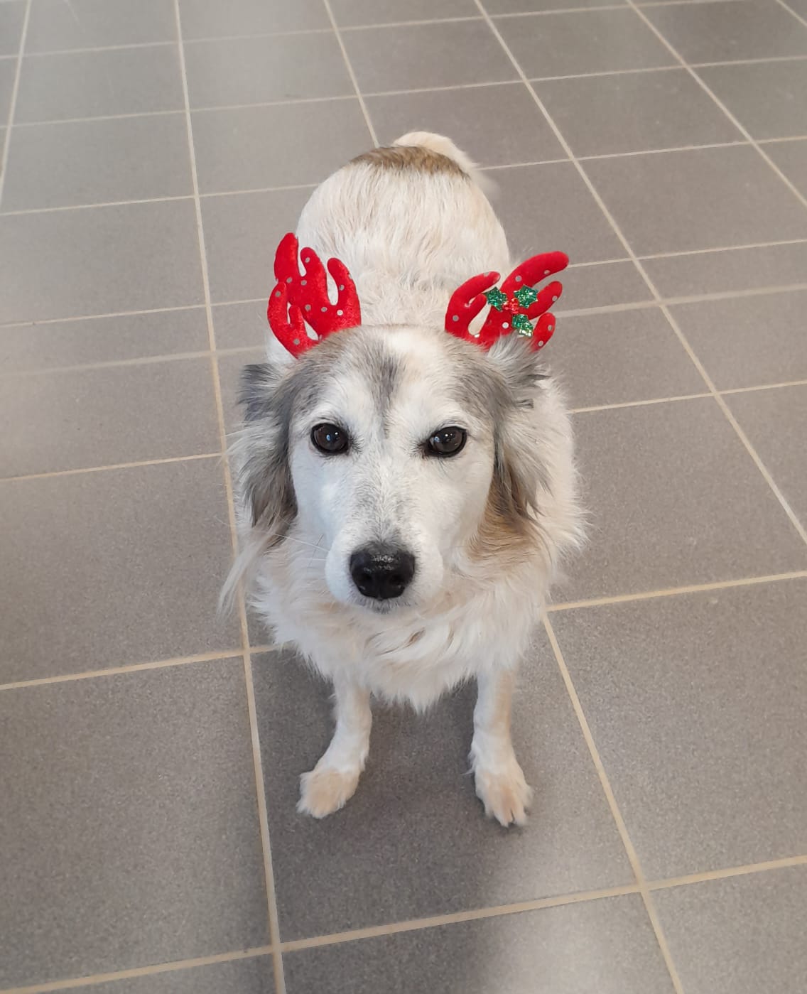 Joy le joli petit renne a arpenté la salle de long en large tout au long de la journée ! Joy le joli petit renne a arpenté la salle de long en large tout au long de la journée !