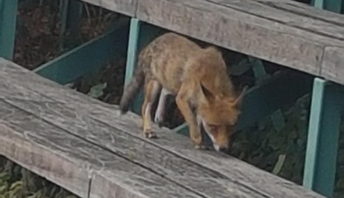 Le Renard dans les tribunes