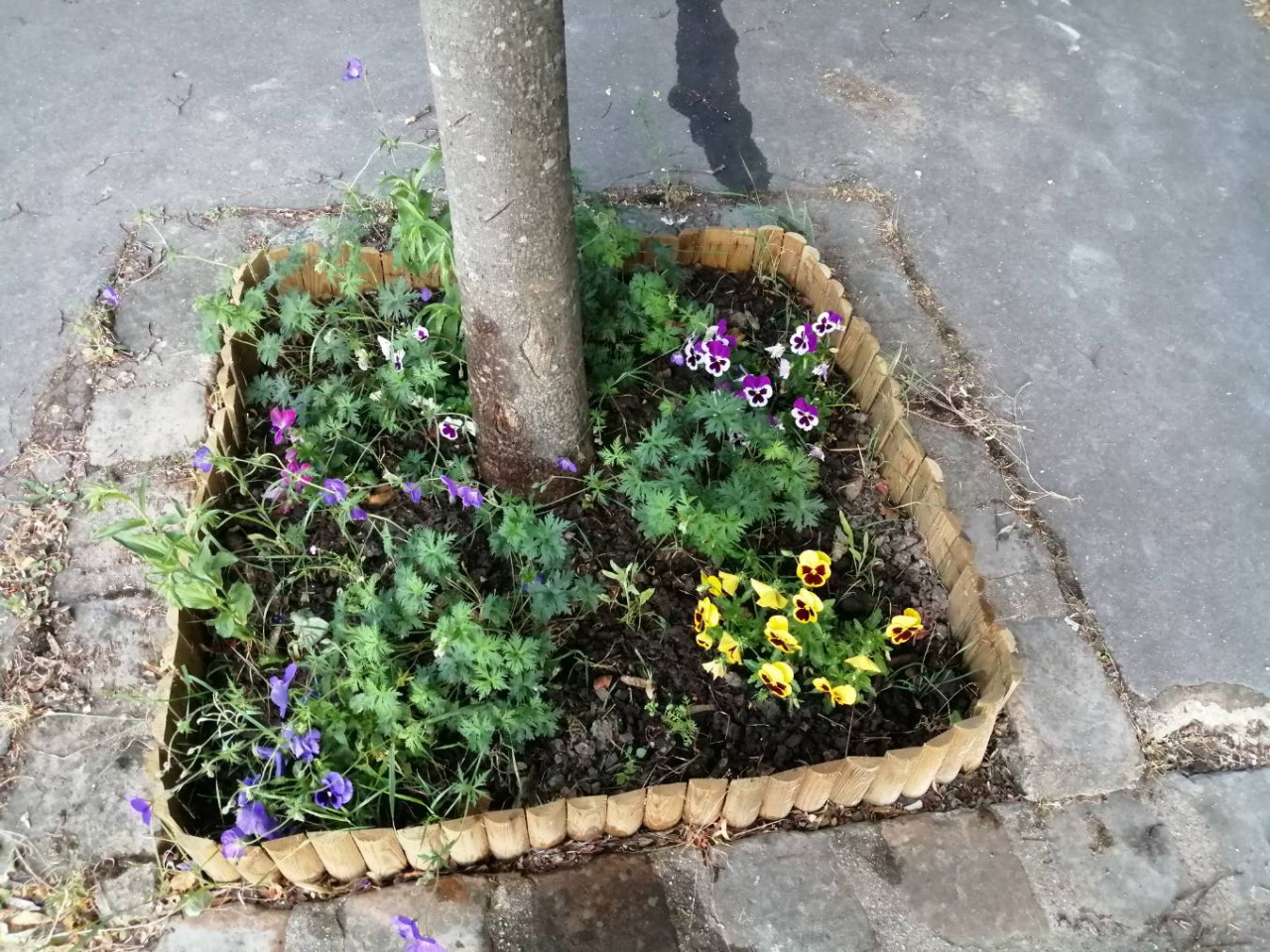 SVCP Florale SVCP Florale