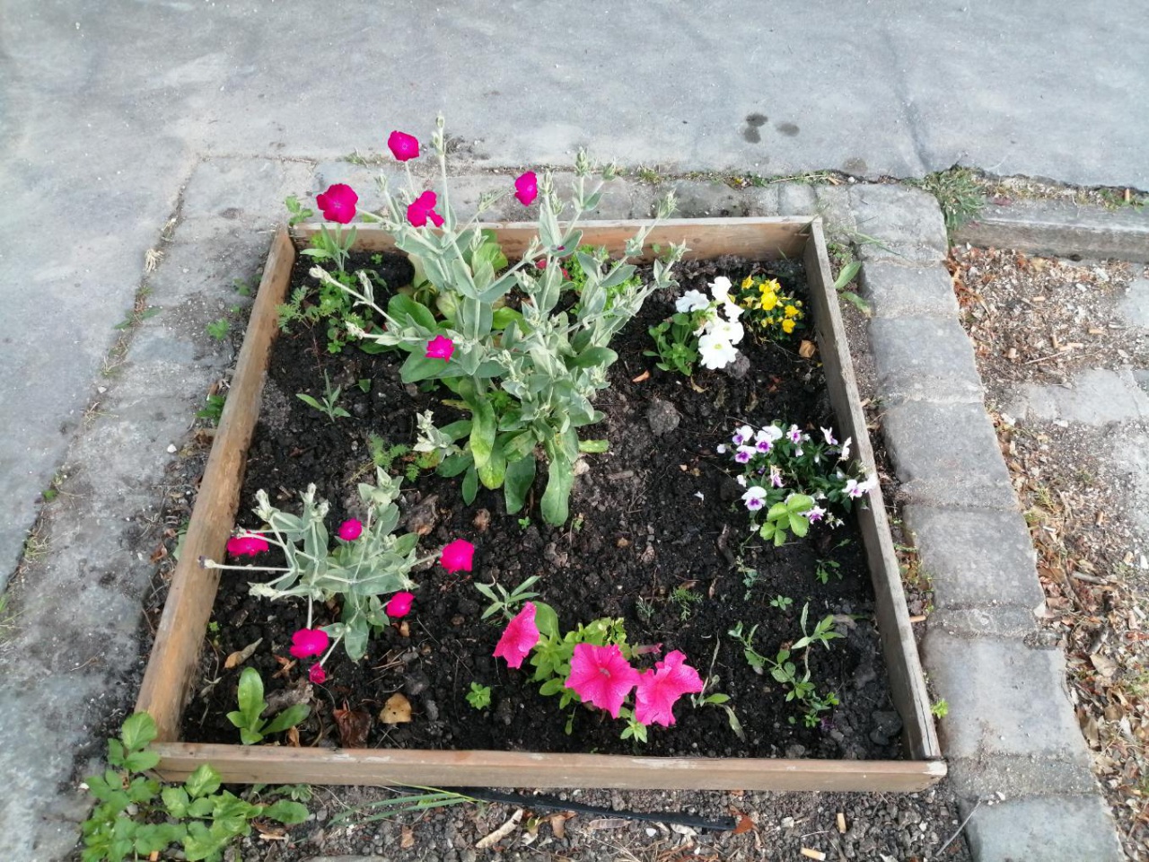 SVCP Florale SVCP Florale