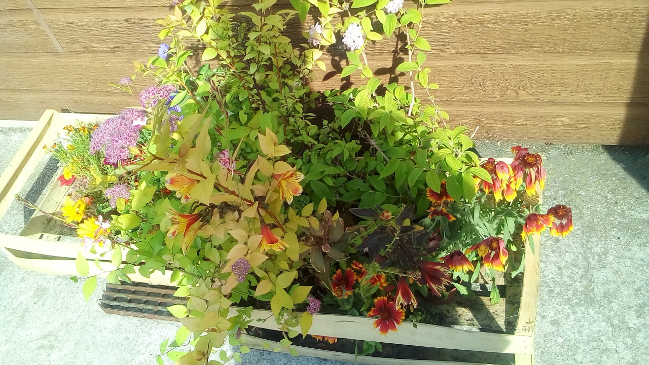 SVCP florale SVCP florale