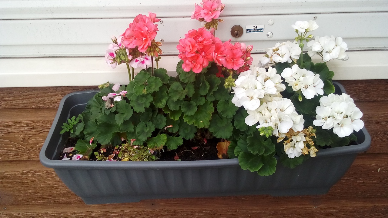 Fleurissement SVCP Fleurissement SVCP