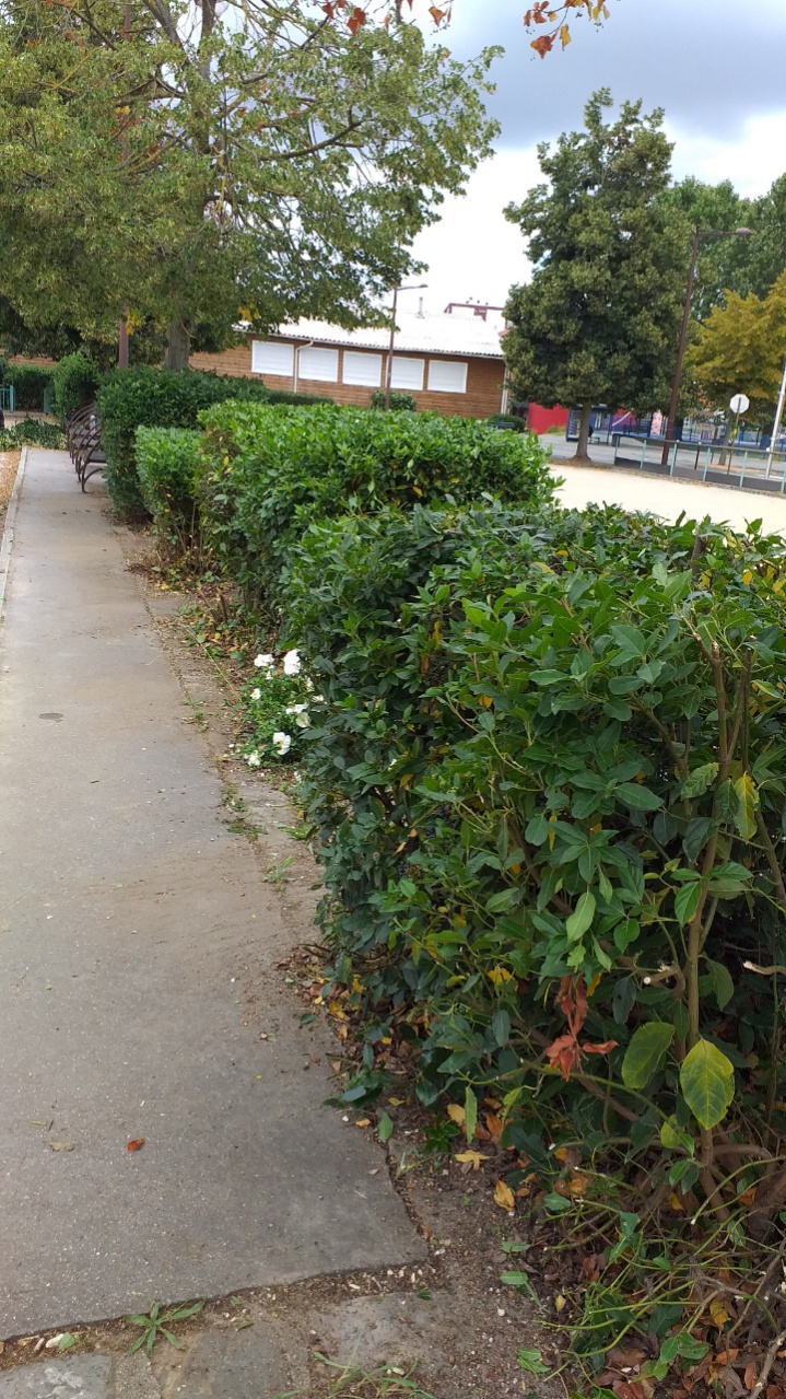 Taille des haies juillet 2021 Taille des haies juillet 2021