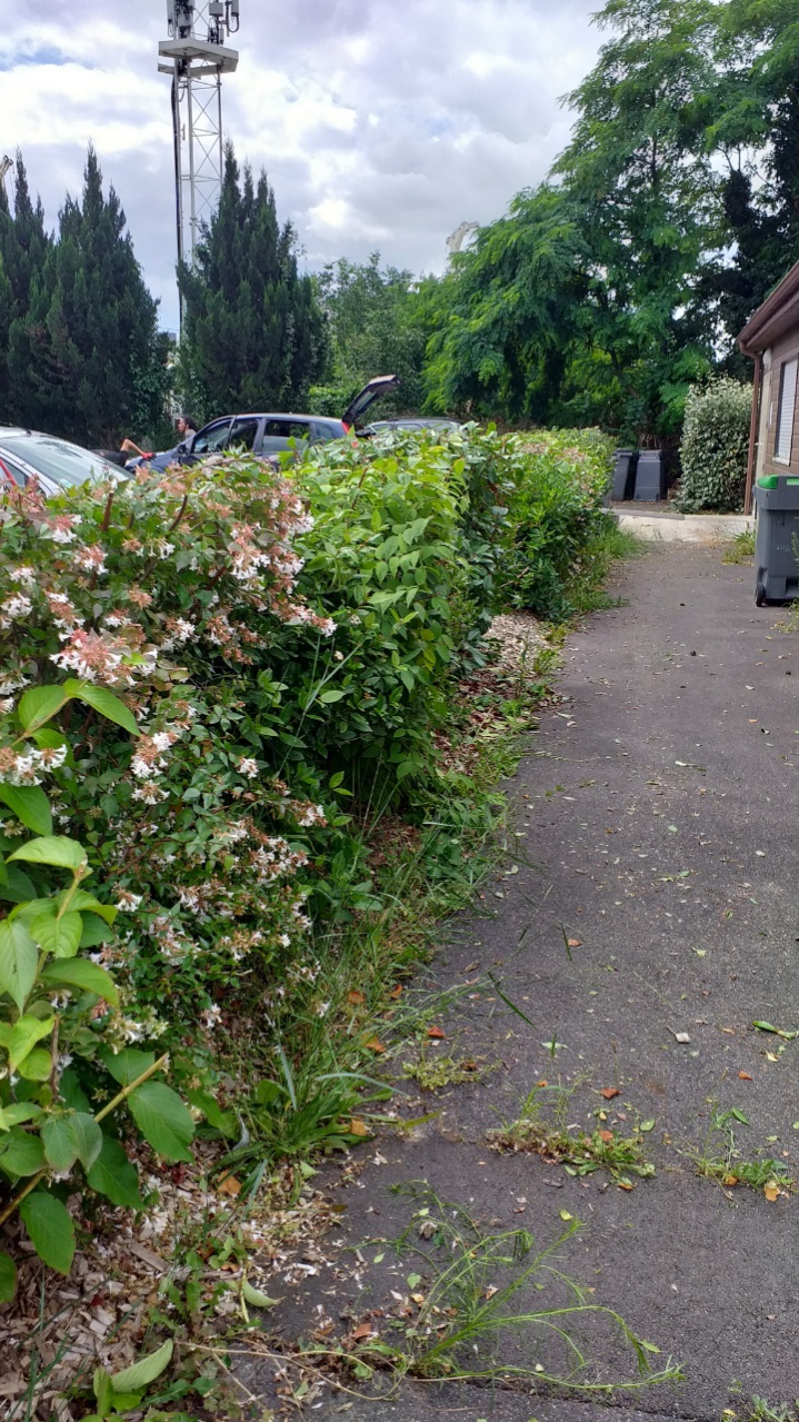 Taille des haies juillet 2021 Taille des haies juillet 2021