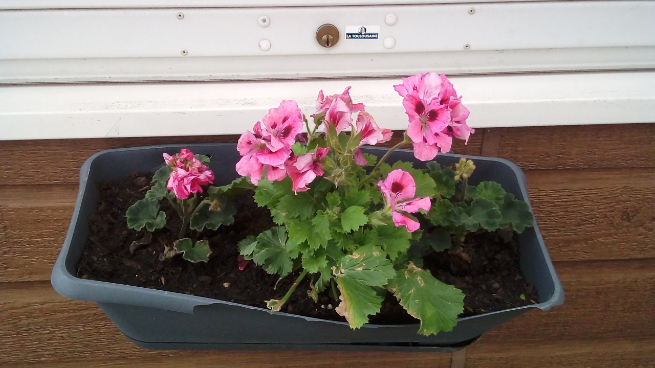 Fleurissement SVCP Fleurissement SVCP