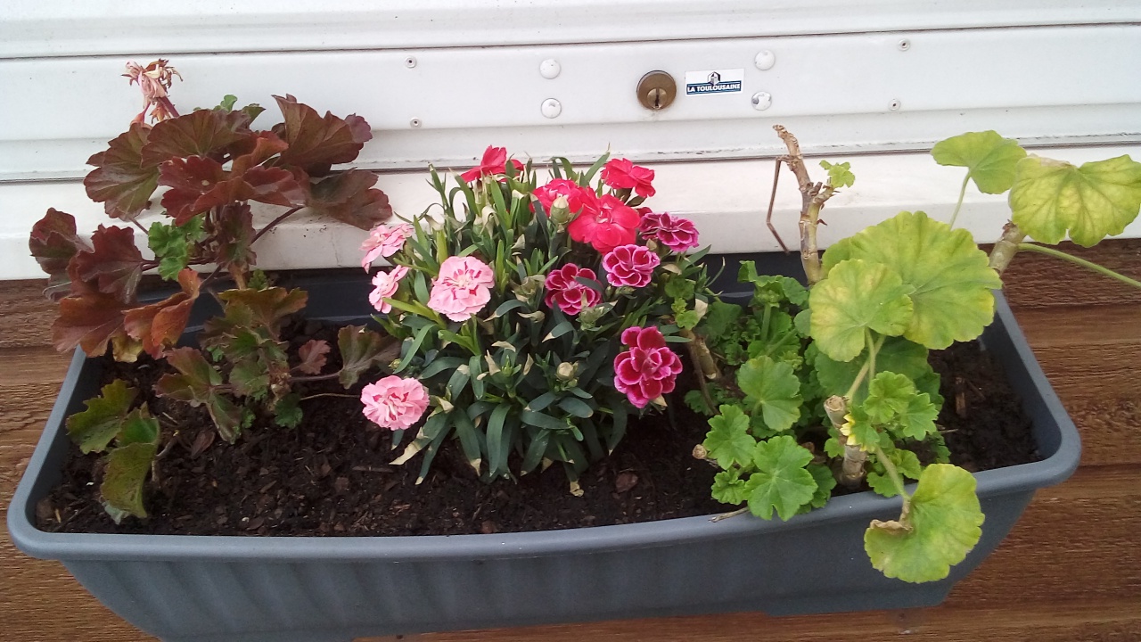 Fleurissement SVCP Fleurissement SVCP