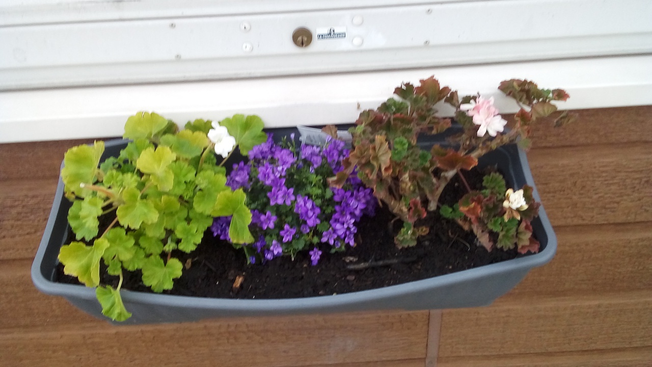 Fleurissement SVCP Fleurissement SVCP