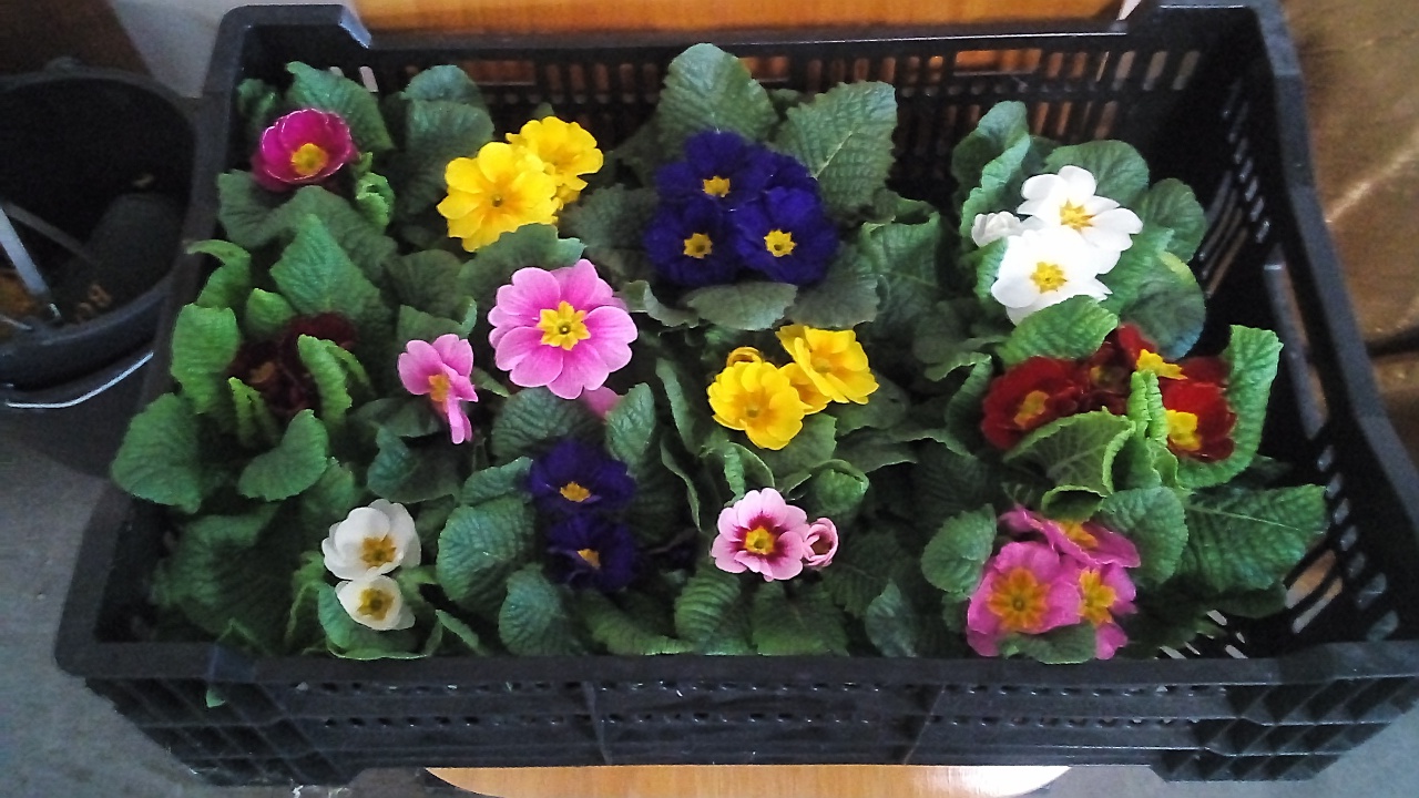 Fleurissement mars 2023 Fleurissement mars 2023