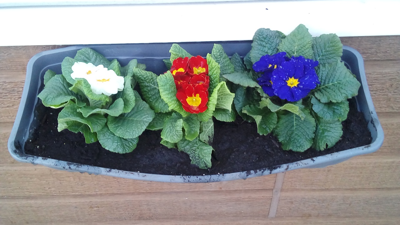 Fleurissement mars 2023 Fleurissement mars 2023