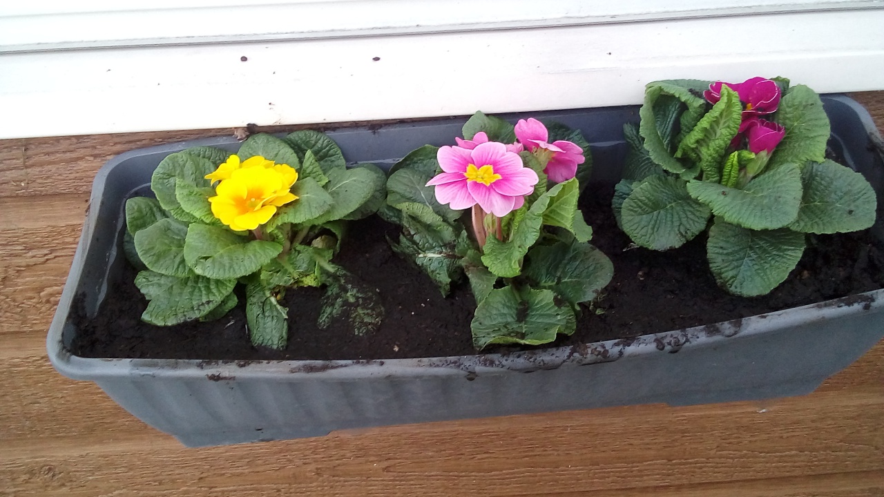 Fleurissement mars 2023 Fleurissement mars 2023