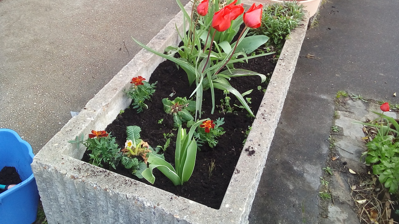 Fleurissement de la SVCP Mars 2023 Fleurissement de la SVCP Mars 2023