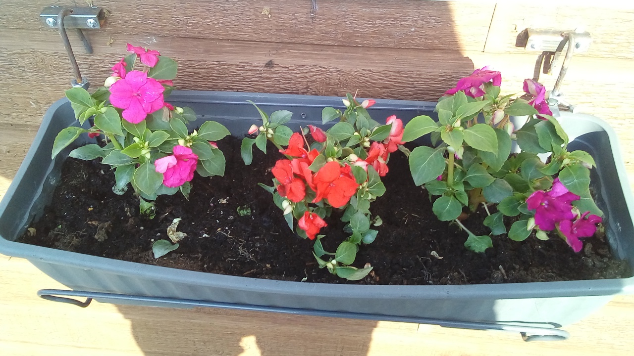 Fleurissement de la SVCP mai 2023 Fleurissement de la SVCP mai 2023