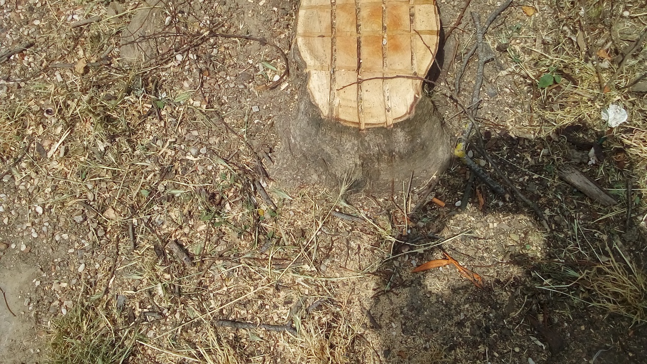 Verdure SVCP Verdure SVCP