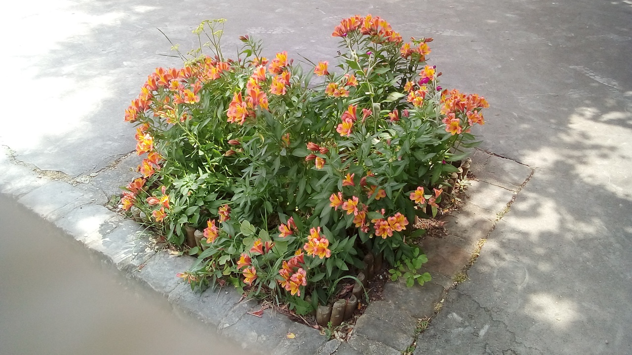 Verdure SVCP Verdure SVCP