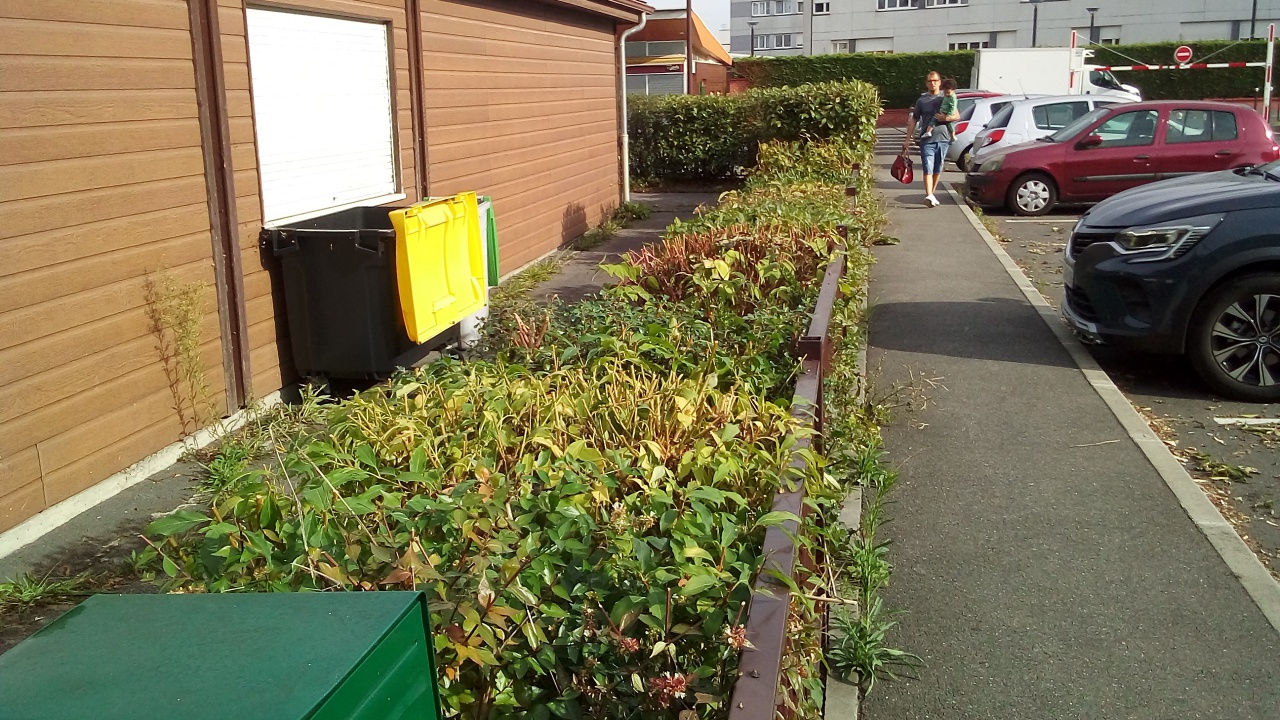 Taille des haies Taille des haies