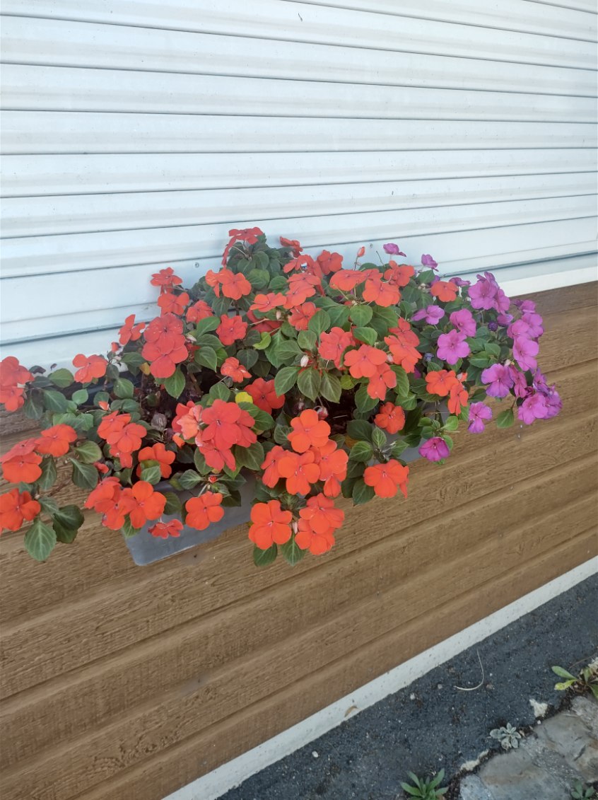 Fleurissement de la SVP Fleurissement de la SVP