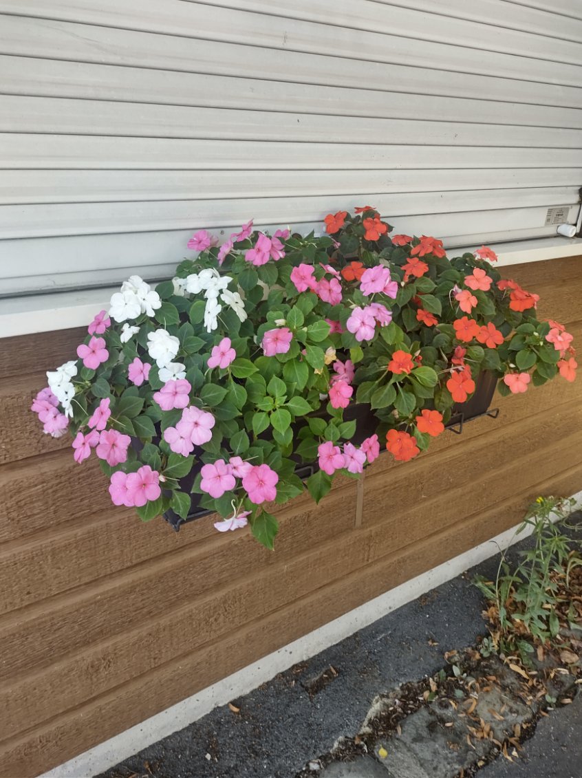 Fleurissement de la SVP Fleurissement de la SVP