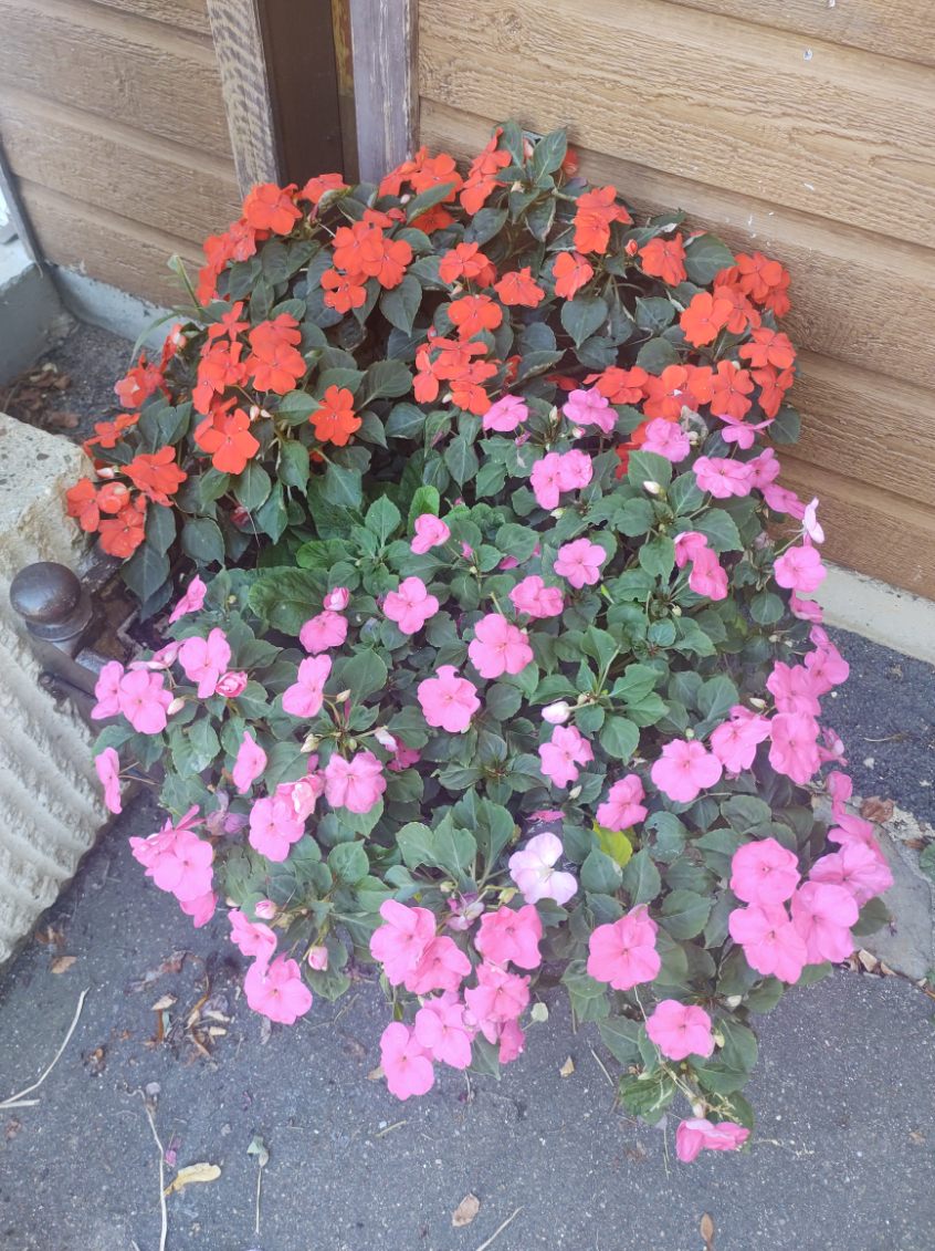 Fleurissement de la SVP Fleurissement de la SVP