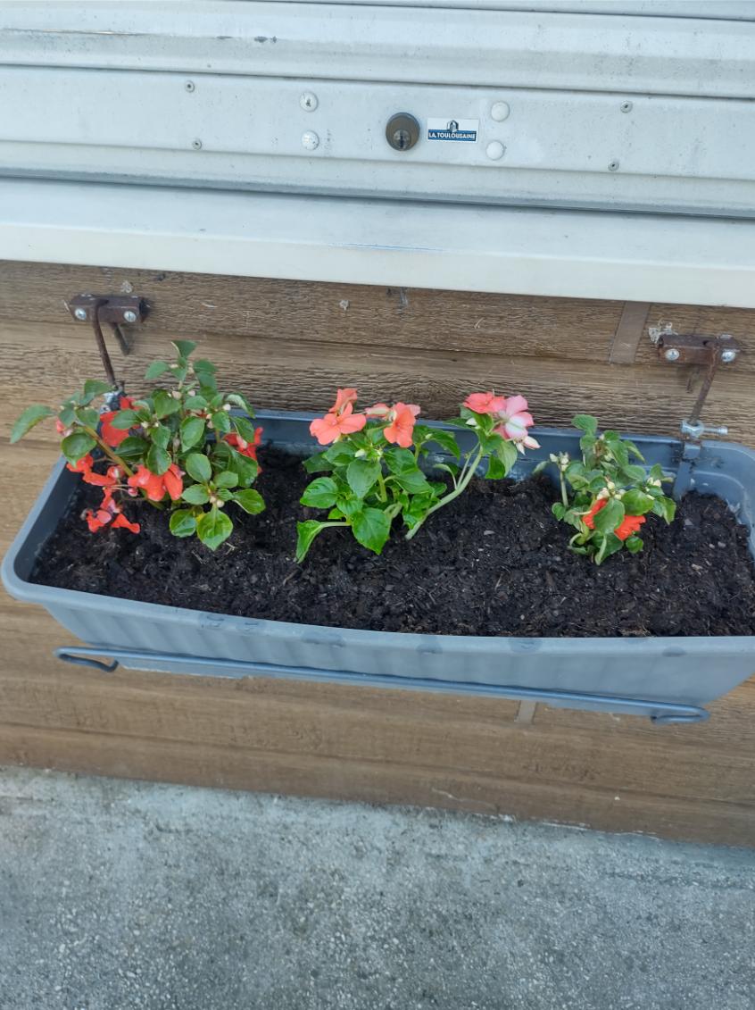 Fleurissement SVCP juin 2025 Fleurissement SVCP juin 2025