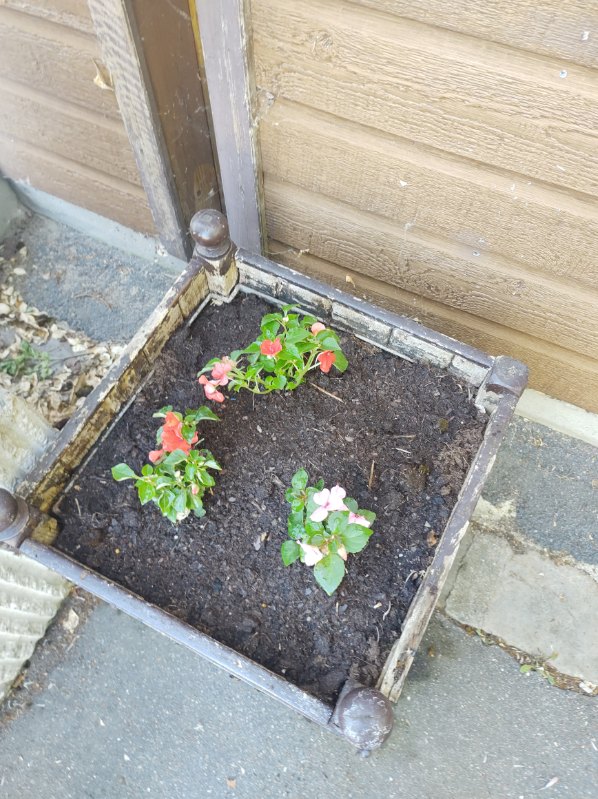 Fleurissement SVCP juin 2025 Fleurissement SVCP juin 2025