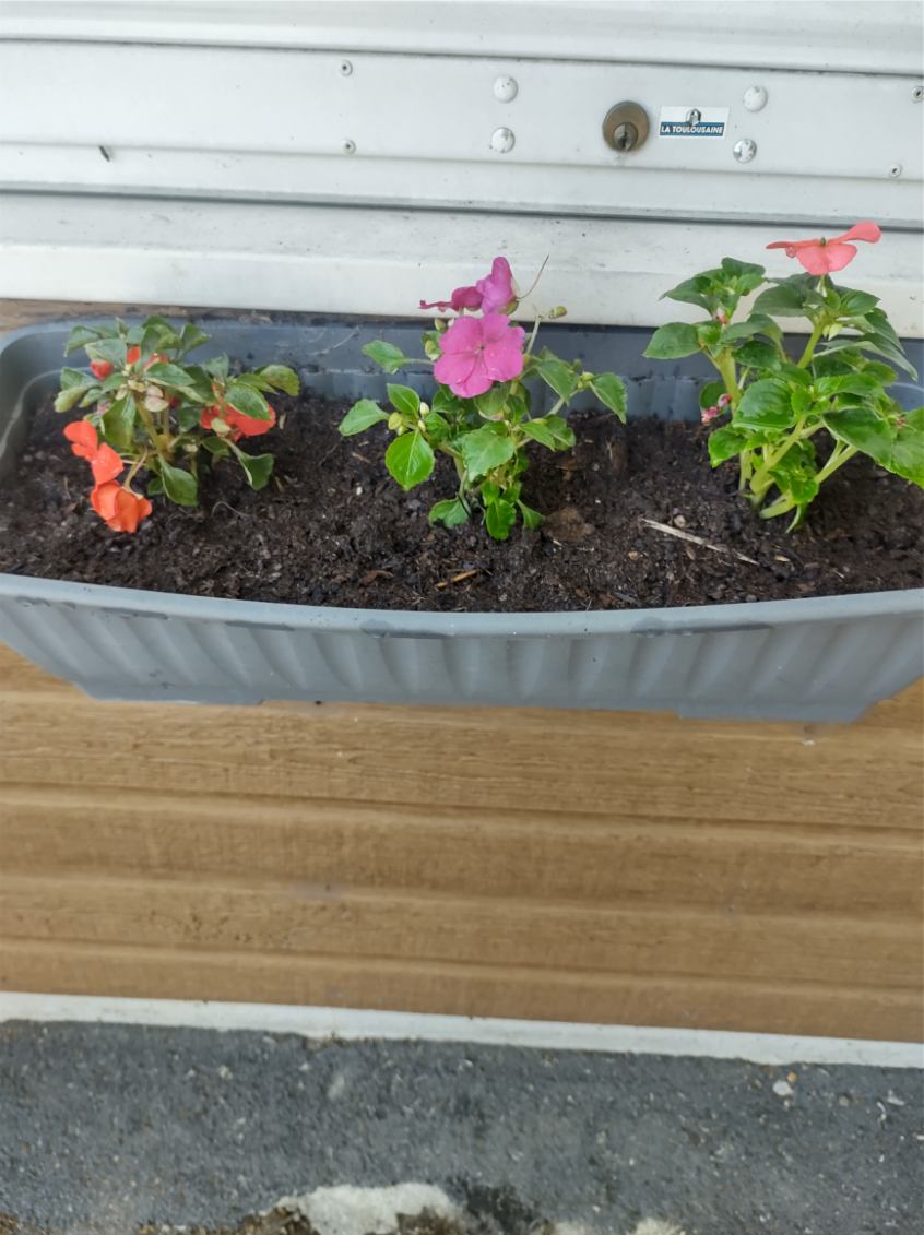 Fleurissement SVCP juin 2025 Fleurissement SVCP juin 2025