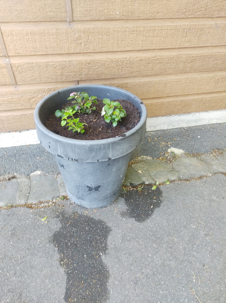 Fleurissement SVCP juin 2025 Fleurissement SVCP juin 2025