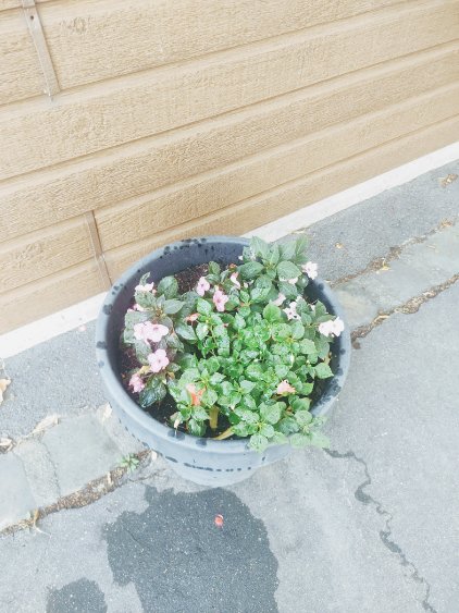 Fleurissement SVCP juillet 2025 Fleurissement SVCP juillet 2025